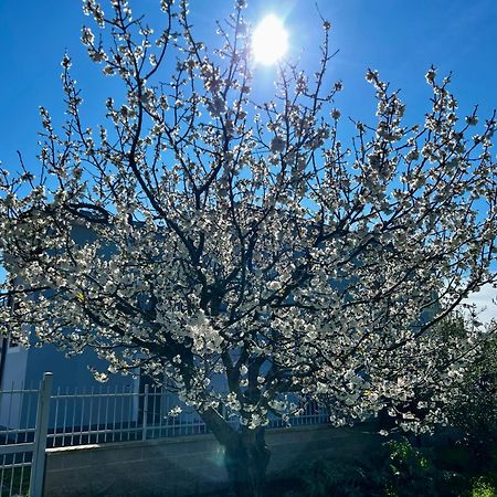 A Casa Di Marco Guesthouse - Apt Di Ciampino E Stazione Per Roma Marino Extérieur photo